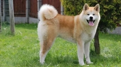 8 Pasem psov, ki niso primerni za družine z otroki